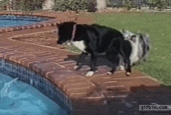 A dog is trying to get a ball out of a swimming pool, and its friend dog is holding his tail so he doesn't fall into the water.