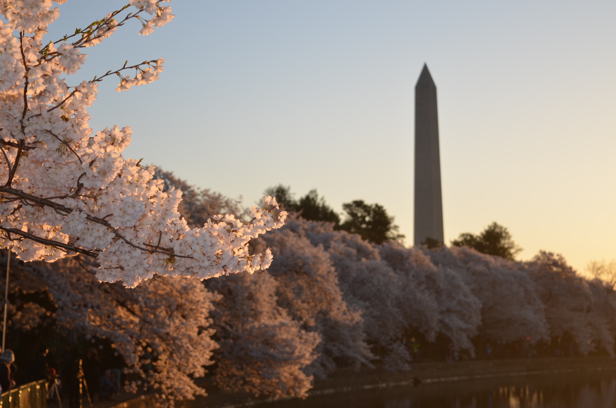Blooming Blossoms! Make the Most of your DC Cherry Blossom Festival Visit 1