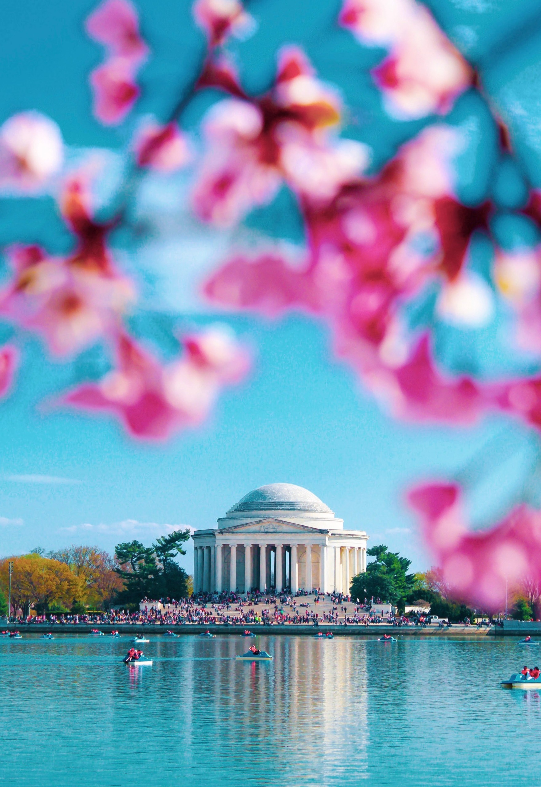 Blooming Blossoms! Make the Most of your DC Cherry Blossom Festival Visit