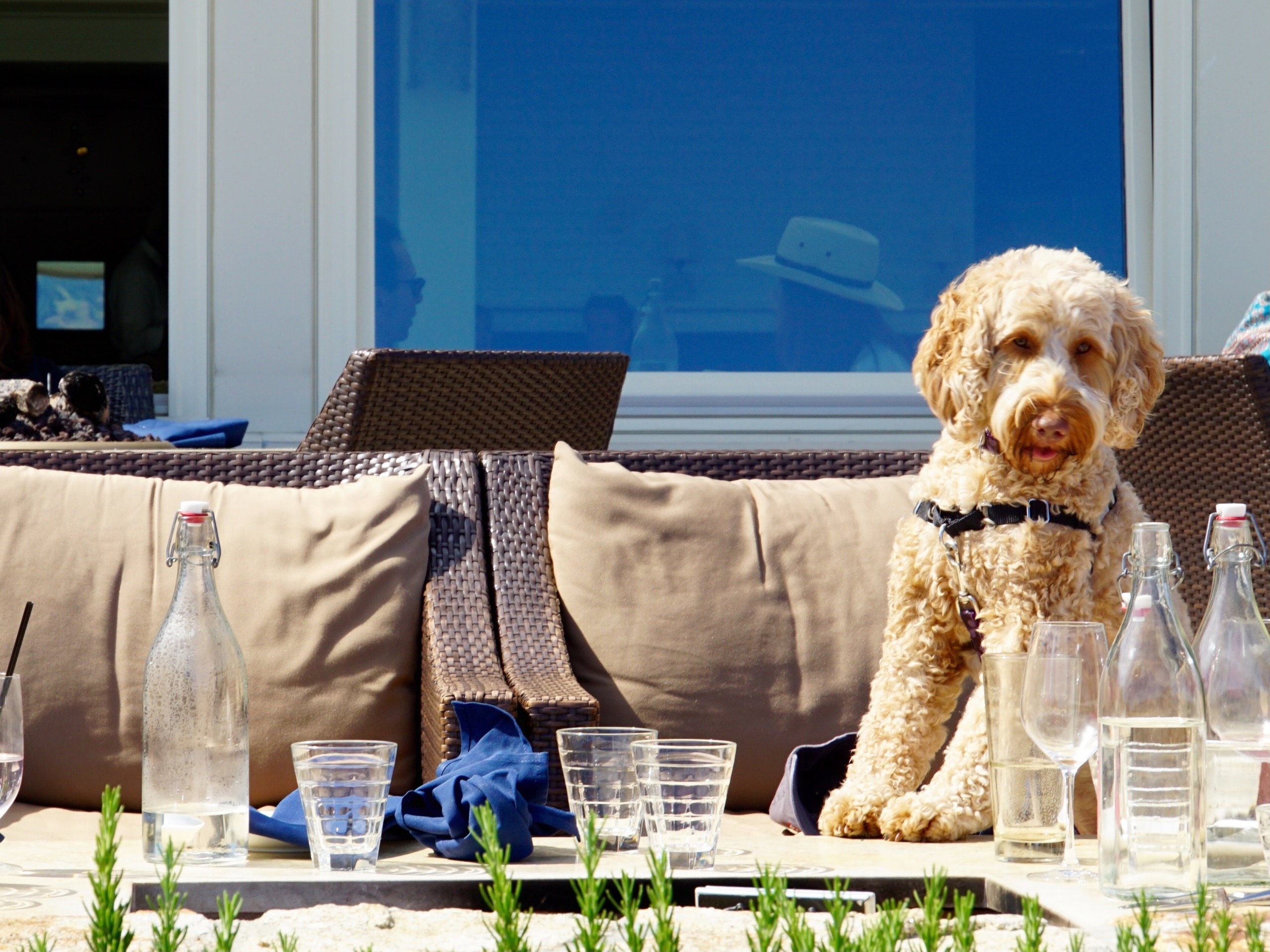 Unleash the Fun: Atlanta’s Top Dog-Friendly Patios for You and Your Pooch 1