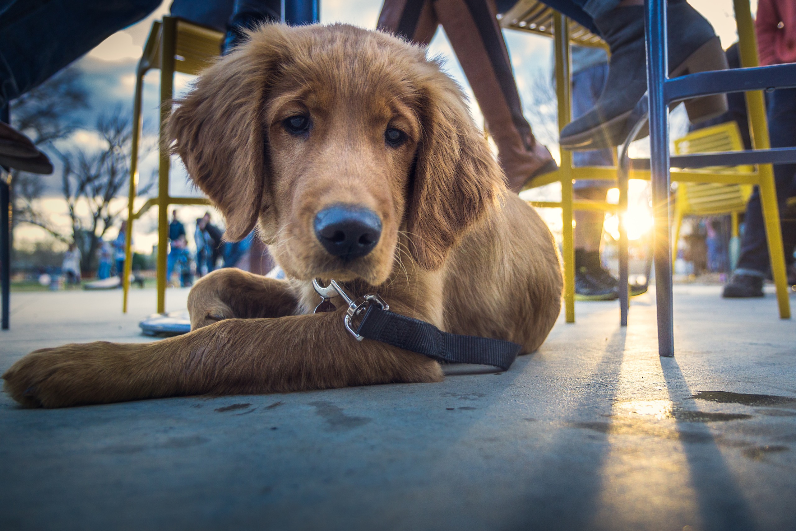 Unleash the Fun: Atlanta’s Top Dog-Friendly Patios for You and Your Pooch
